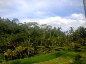 The beautiful rice fields in Ubud